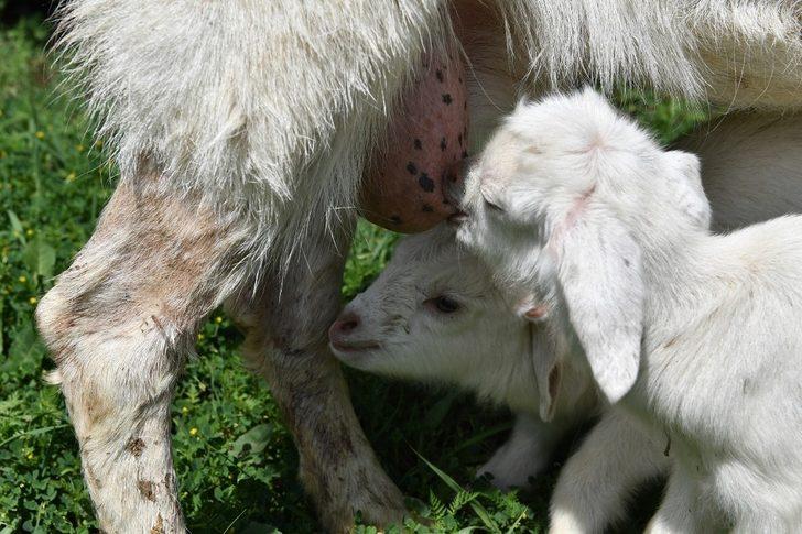 Bursa’da ikiz keçiler ilgi odağı oldu G4