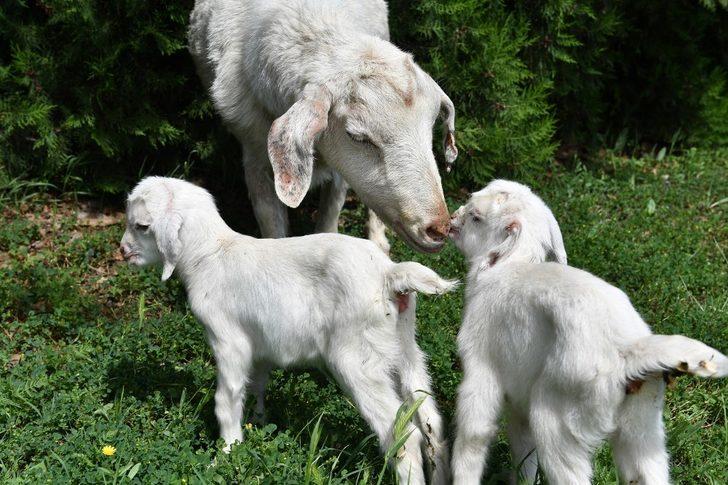 Bursa’da ikiz keçiler ilgi odağı oldu G5