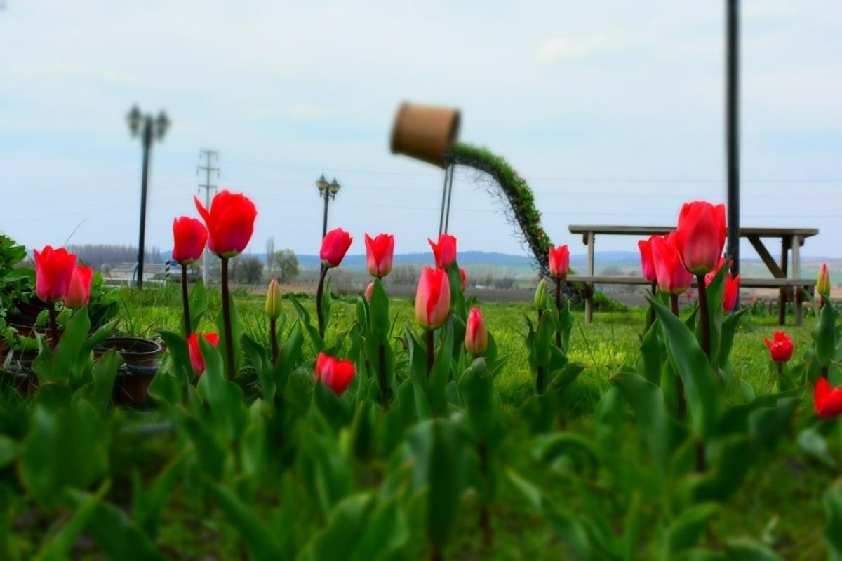 İn&ouml;n&uuml;&rsquo;de baharın m&uuml;jdecisi laleler g&ouml;z kamaştırıyor