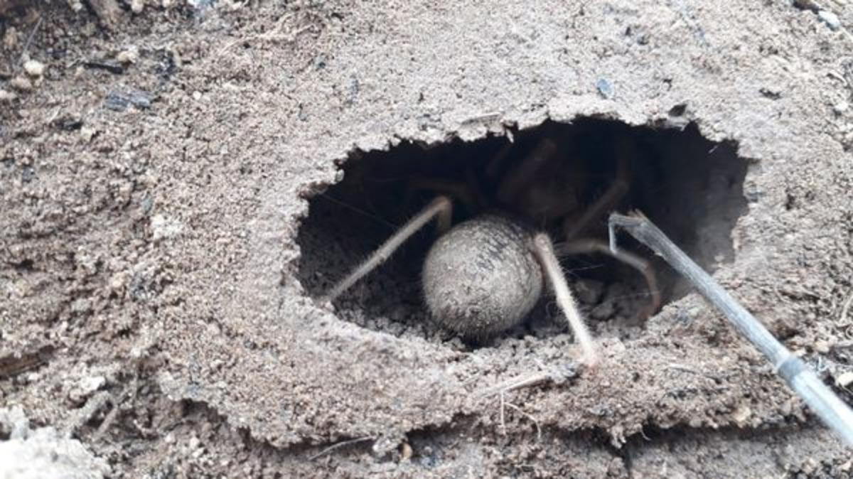 'Et yiyen &ouml;r&uuml;mcek' kabusu geri d&ouml;nd&uuml;! 'Isırınca baygınlık ge&ccedil;irdim'