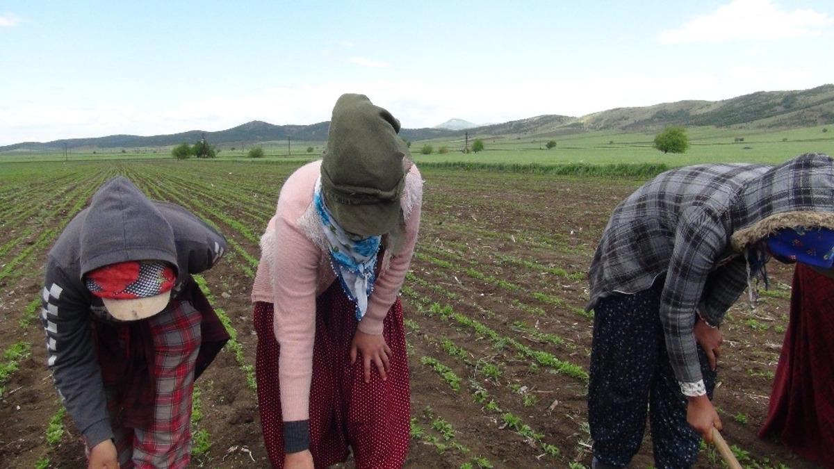 Mevsimlik tarım iş&ccedil;ileri koronanın g&ouml;lgesinde mesai yapıyor