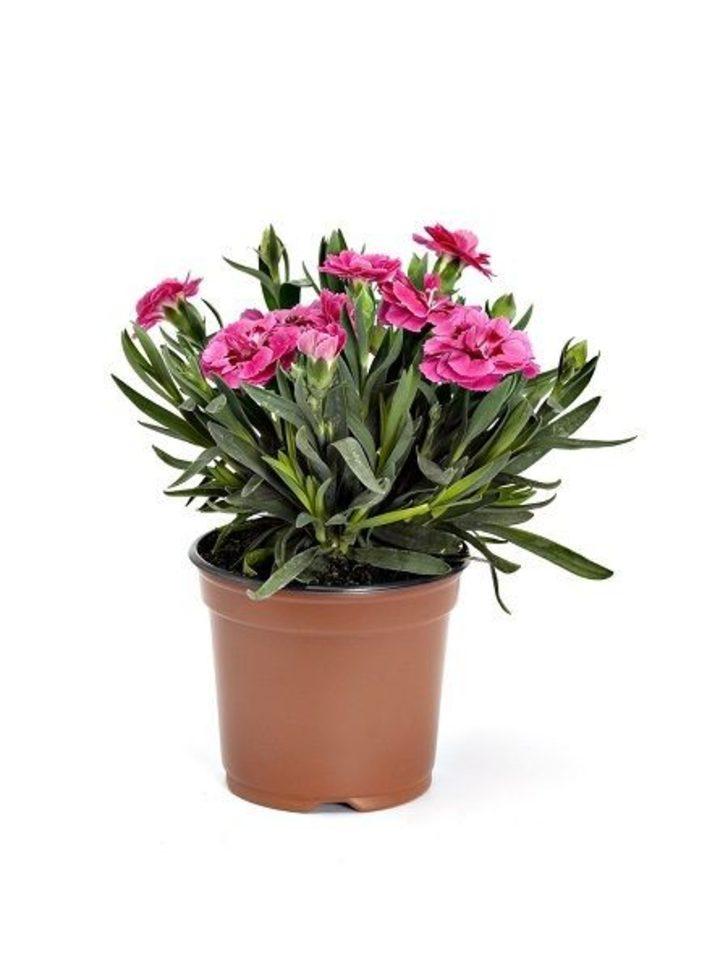 Annelere 10 bin çiçek hediye edilecek G4