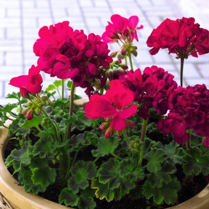 Annelere 10 bin çiçek hediye edilecek G5