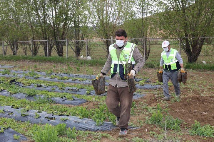Gürpınar Belediyesinden “Bu Benim Fidanım” projesine destek G3