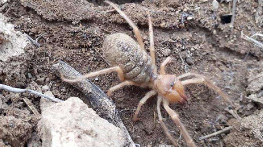 Sivas'ta 'sarıkız' görüntülendi