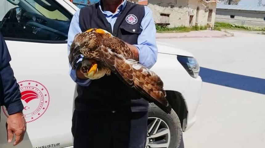 Konya’da yaralı halde bulunan şahin koruma altına alındı