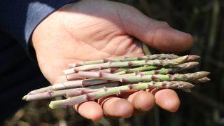 Dikenler arasındaki şifa kaynağı: Kuşkonmazın faydaları nelerdir?