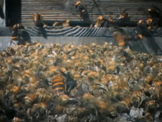 Arıların, yuvalarına giren Asya Dev Eşek Arısını öldürdüğü görüntüler kan dondurdu