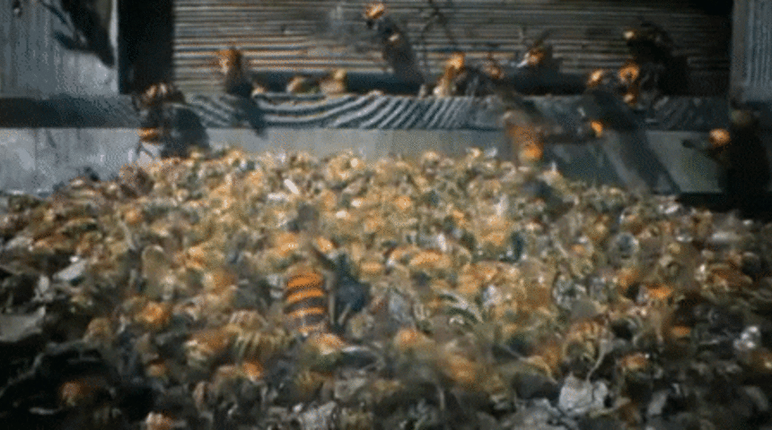 Arıların, yuvalarına giren Asya Dev Eşek Arısını öldürdüğü görüntüler kan dondurdu