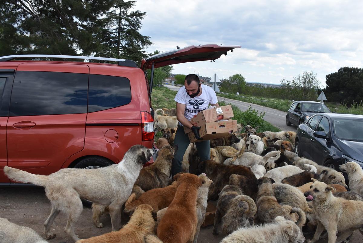 A&ccedil; kalan k&ouml;pekler, yiyeceklere h&uuml;cum etti