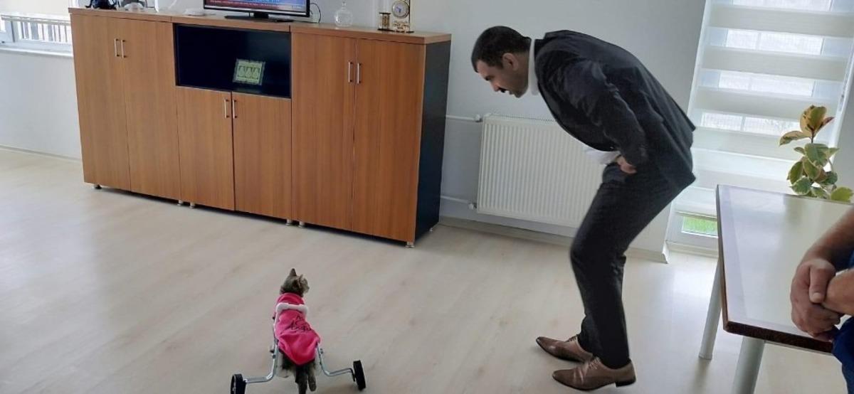 Ayakları fel&ccedil; kedi y&uuml;r&uuml;te&ccedil; ile hayata d&ouml;nd&uuml;