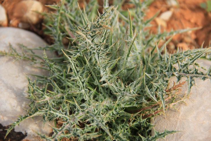 Şifa kaynağı kengerin doğadan sofralara zahmetli yolculuğu  G5