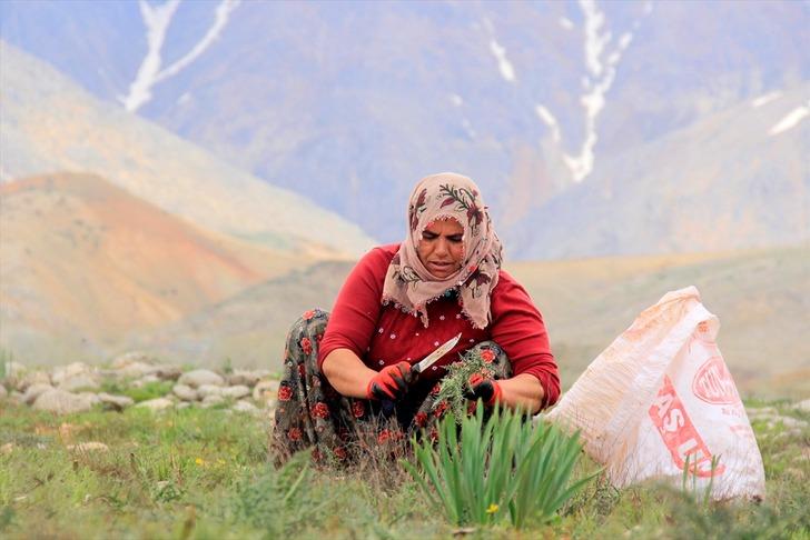 Şifa kaynağı kengerin doğadan sofralara zahmetli yolculuğu  G2