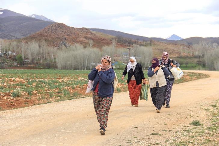 Şifa kaynağı kengerin doğadan sofralara zahmetli yolculuğu  G1
