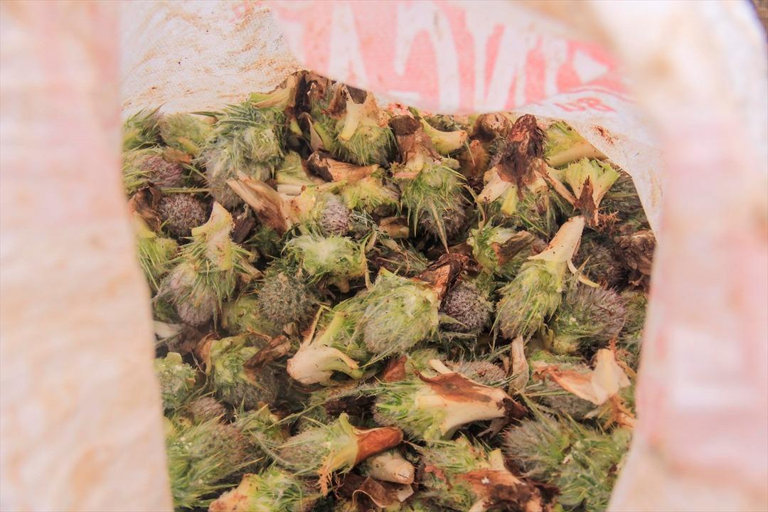 Şifa kaynağı kengerin doğadan sofralara zahmetli yolculuğu 