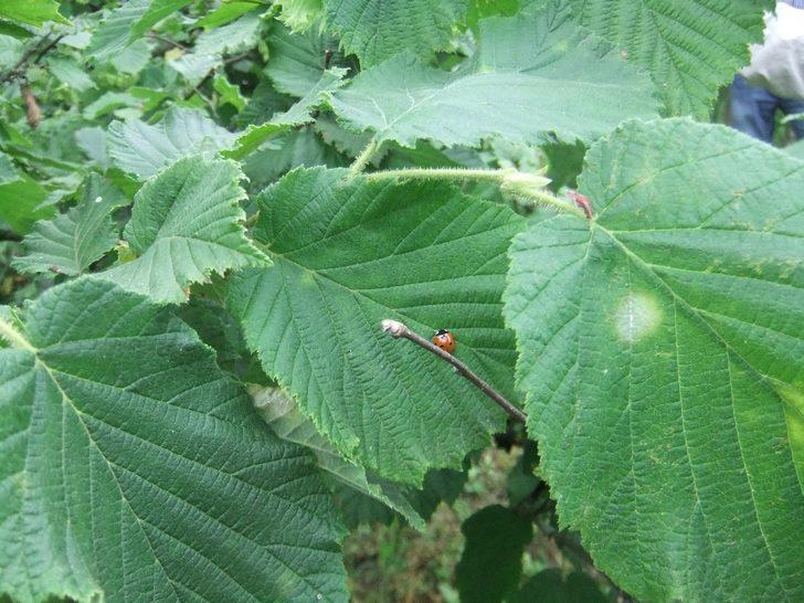 Fındıkta ’külleme’ ile mücadele çağrısı G1