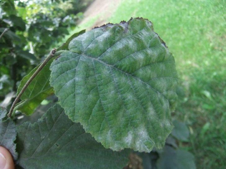 Fındıkta ’külleme’ ile mücadele çağrısı G2