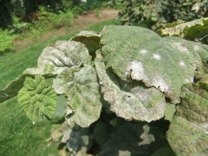 Fındıkta ’külleme’ ile mücadele çağrısı G3