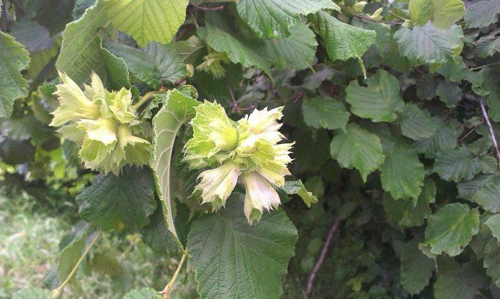 Fındıkta ’külleme’ ile mücadele çağrısı G4