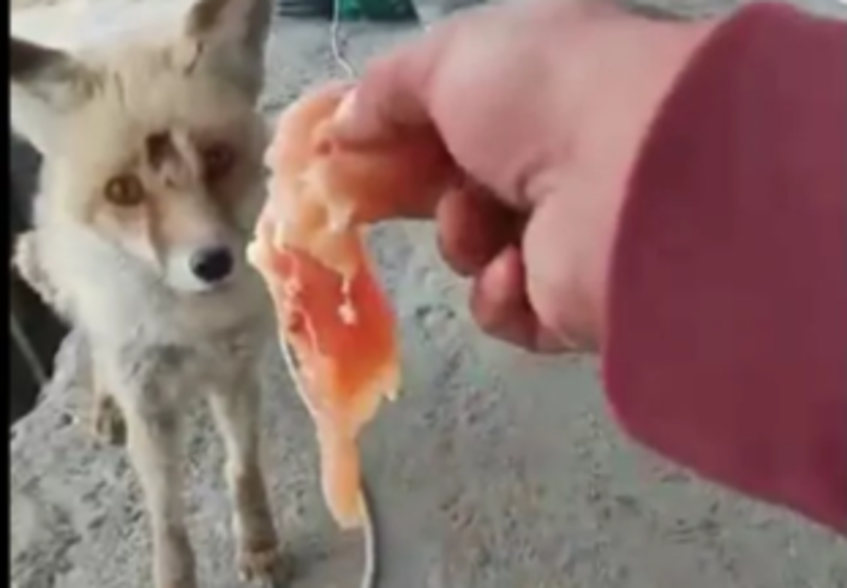 Tilkiyi her g&uuml;n eliyle besliyor! Dostluğun b&ouml;ylesi