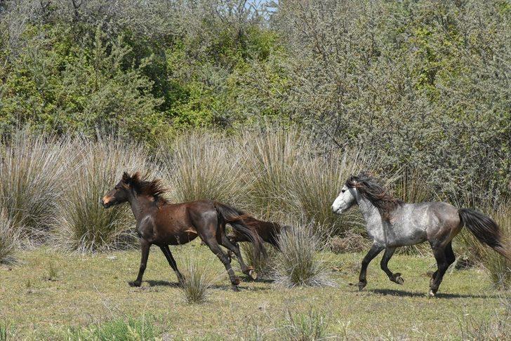Samsun'un saklı bahçesi: Kızılırmak Deltası Kuş Cenneti G2