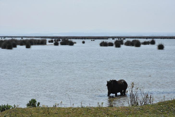 Samsun'un saklı bahçesi: Kızılırmak Deltası Kuş Cenneti G3