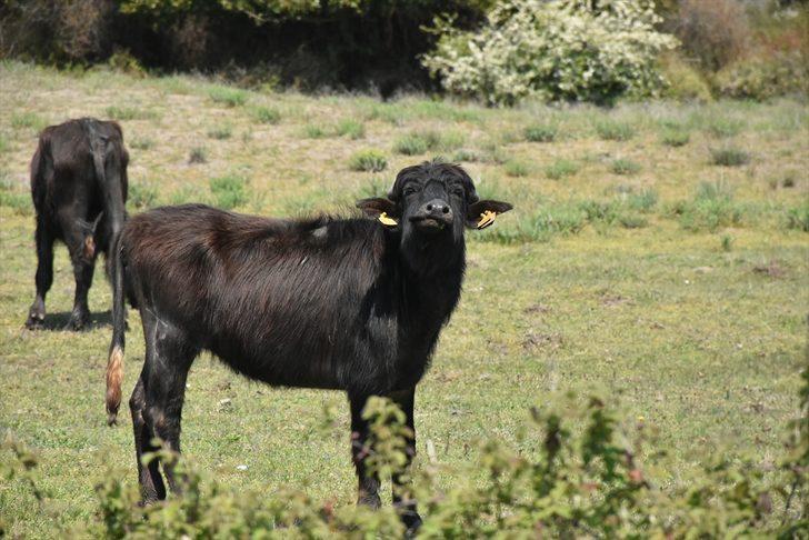 Samsun'un saklı bahçesi: Kızılırmak Deltası Kuş Cenneti G4