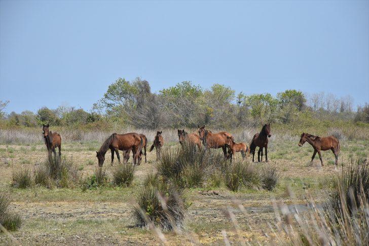Samsun'un saklı bahçesi: Kızılırmak Deltası Kuş Cenneti G5