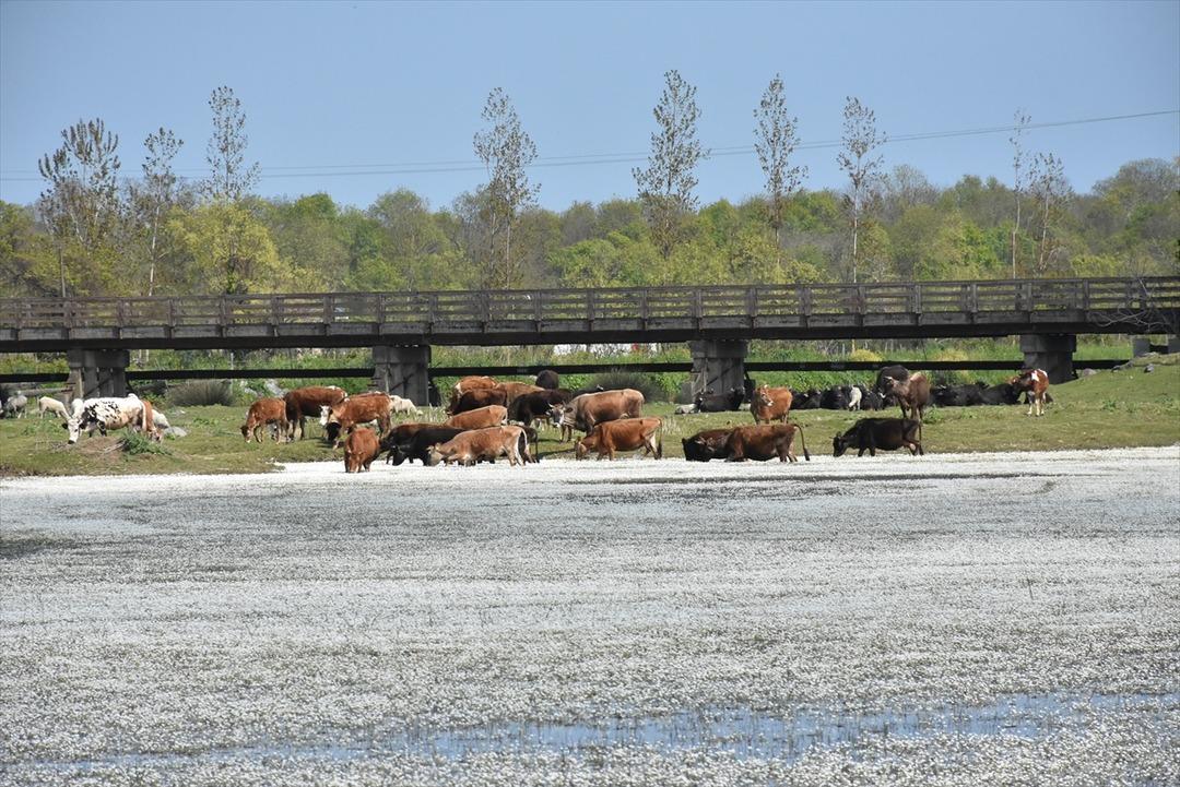 Samsun'un saklı bah&ccedil;esi: Kızılırmak Deltası Kuş Cenneti