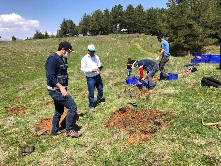 Bal ormanına 5 bin adet fidan dikildi G1