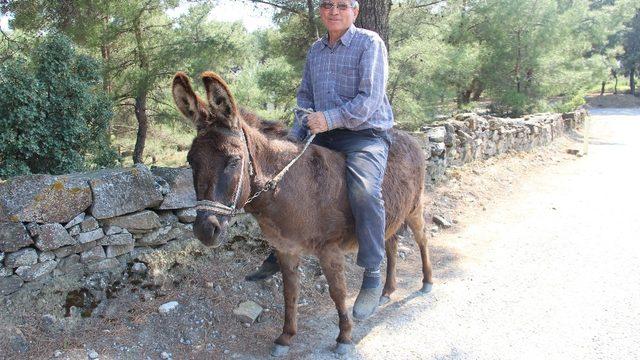 Yaşa takılmadan emektar eşeğinin sırtında dolaşıyor