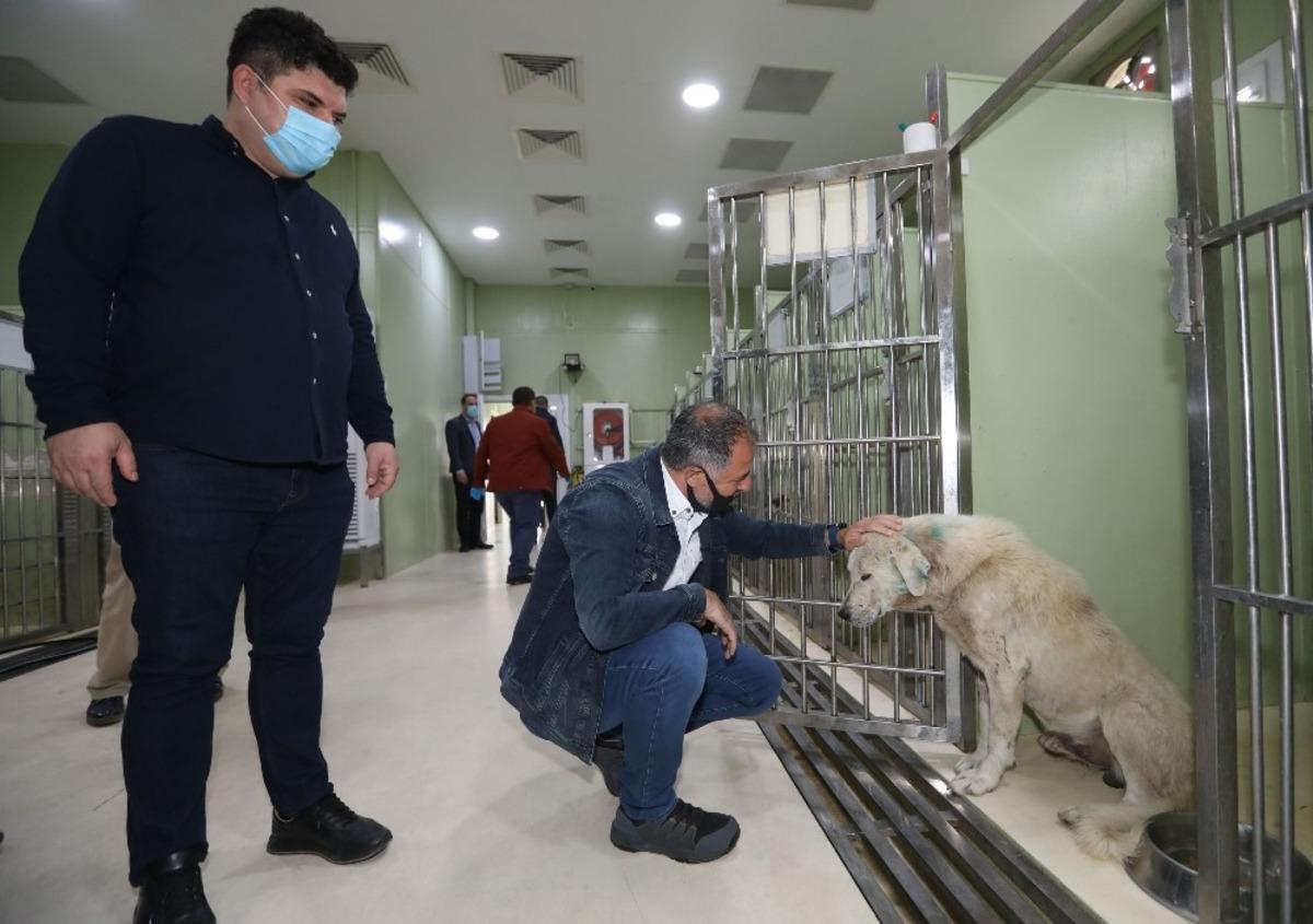 Yaralanan k&ouml;pek &ouml;rnek dayanışma ile hayata d&ouml;nd&uuml;