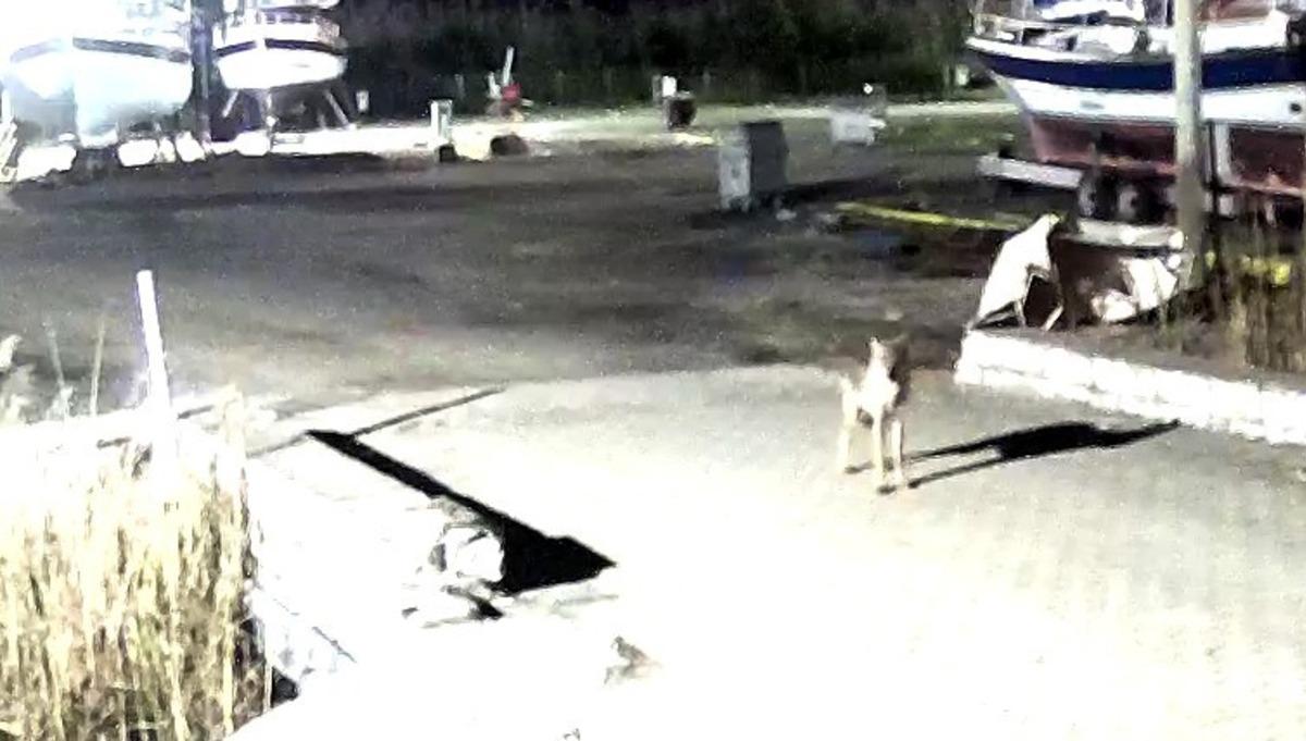 Yerleşim yerine inen kurt g&uuml;venlik kameralarına takıldı