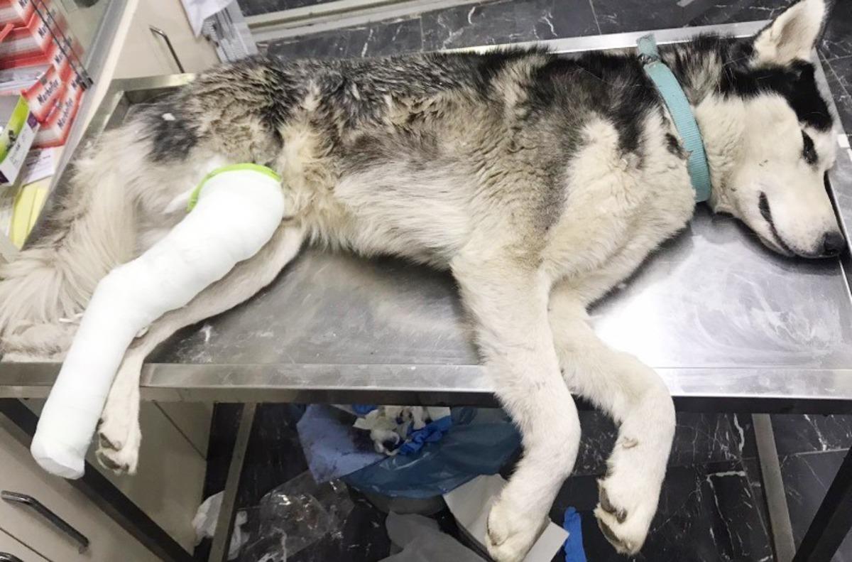 Sahip &ccedil;ıktığı sokak k&ouml;peğinin tedavisini de &uuml;stlendi