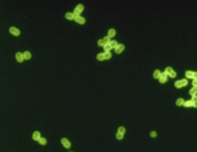 Streptococcus pneumoniae bacteria