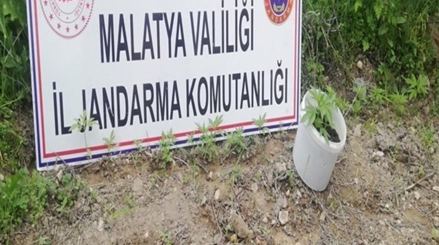 750 k&ouml;k ka&ccedil;ak kenevir bitkisi ele ge&ccedil;irildi