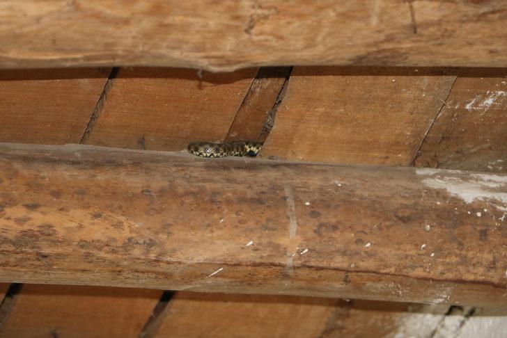 Yılan korkusu yüzünden evlerini terk ettiler G1