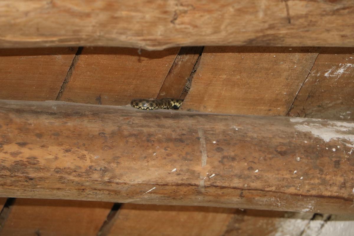 Yılan korkusu y&uuml;z&uuml;nden evlerini terk ettiler