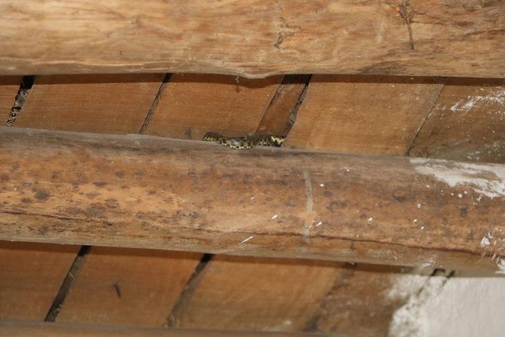 Yılan korkusu yüzünden evlerini terk ettiler G2