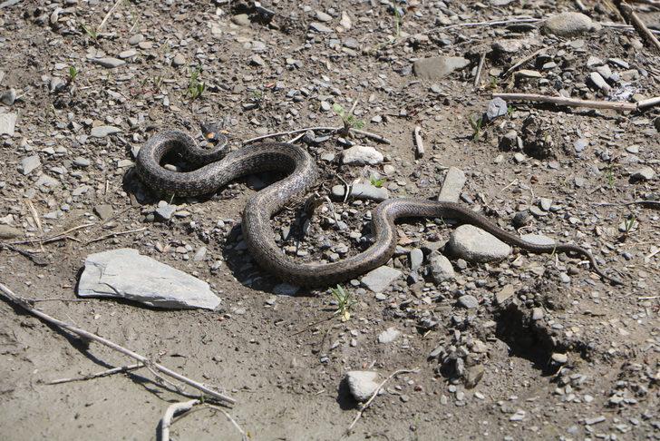 Yılan korkusu yüzünden evlerini terk ettiler G3