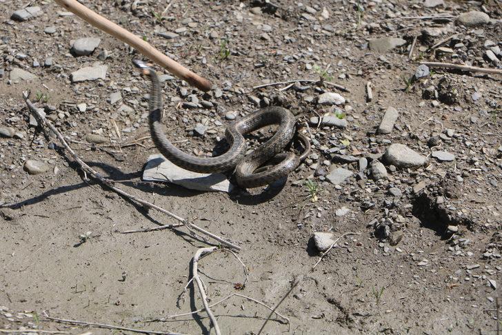 Yılan korkusu yüzünden evlerini terk ettiler G4