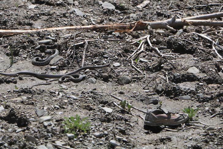 Yılan korkusu yüzünden evlerini terk ettiler G5