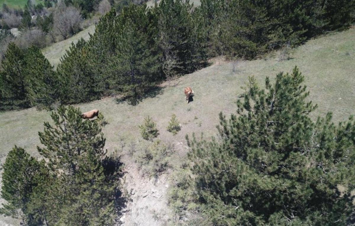 Kastamonu&rsquo;da kayıp b&uuml;y&uuml;kbaş hayvanları jandarma buldu