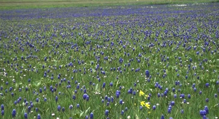 Hayran bırakan manzara bu yıl öksüz kaldı! G2