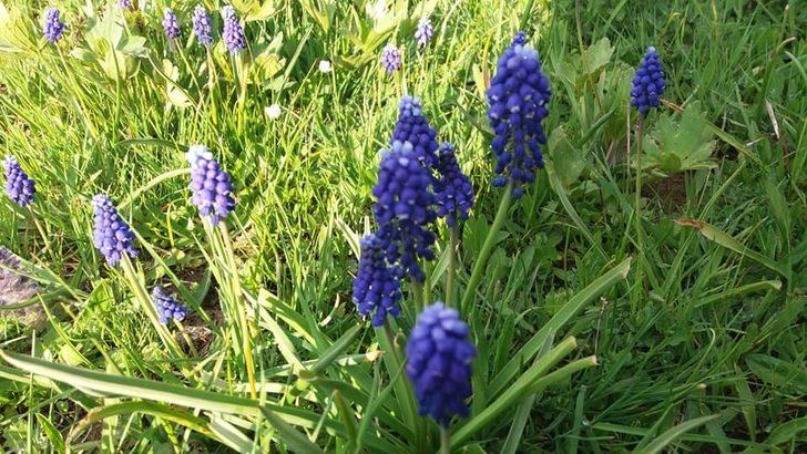 Hayran bırakan manzara bu yıl öksüz kaldı! G3