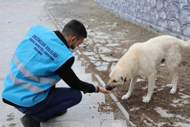 Erzincan’da sokak hayvanlarına mama desteği