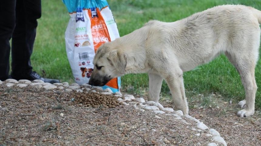 Erzincan&rsquo;da sokak hayvanlarına mama desteği