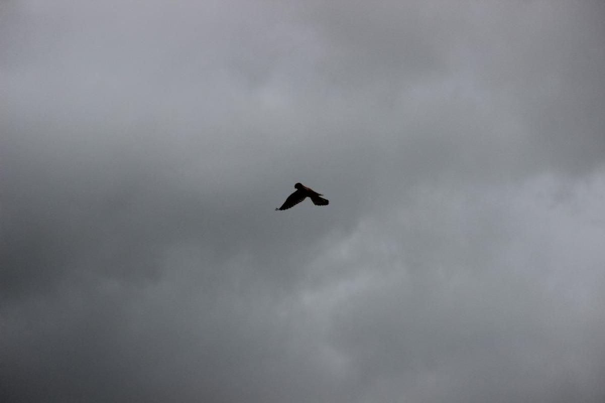 Kuşlara r&uuml;zgar engeli