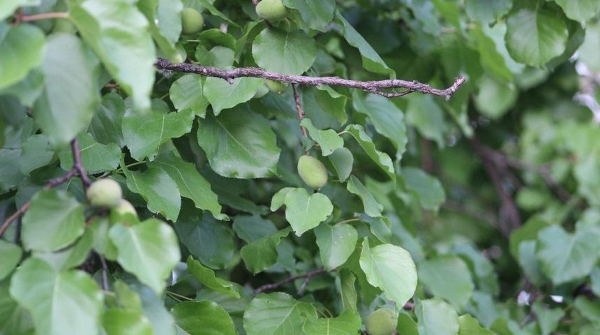 Iğdır&rsquo;daki yağışlar yetkilileri alarma ge&ccedil;irdi