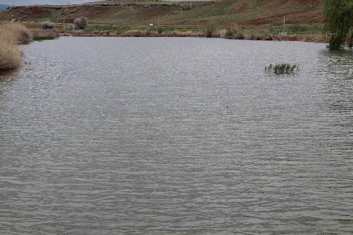 Kızılırmak üzerinde sazan balığı tesisi kuruldu G5